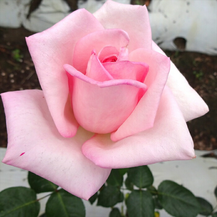 楽天市場】予約販売 バラ 苗 バラ 新苗 大輪 ロイヤルハイネス 木立性