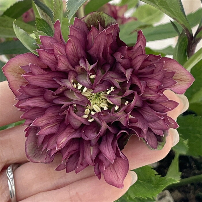 広瀬園芸 クレオパトラ クリスマスローズ 広瀬園芸さんのクリスマスローズ クレオパトラ ダーククレオパトラ