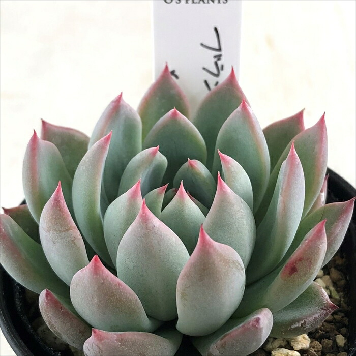 楽天市場】多肉植物 O'sエケベリア ブランデティ×ザラゴーサspノバ