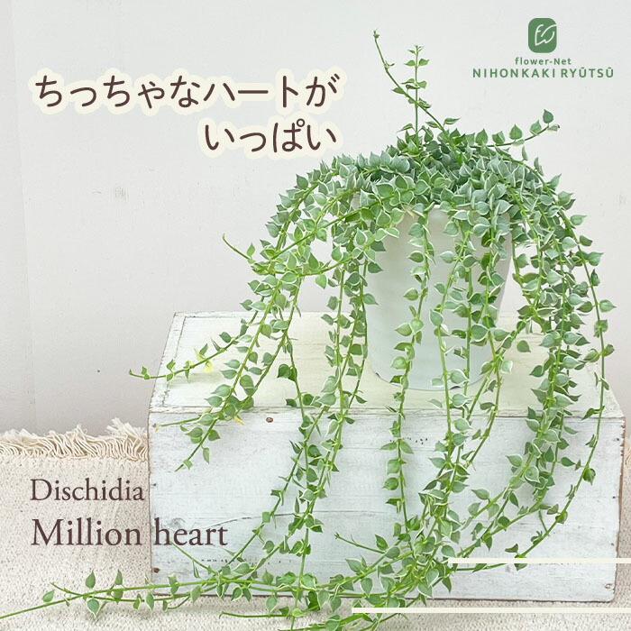 楽天市場】原種系クリスマスローズ ボッコネイ 芳香種 5.5号