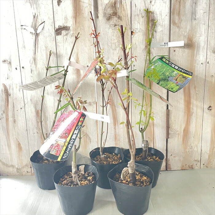 楽天市場】予約販売 もみじ 夕暮 12cmポット 接木苗 紅葉 モミジ 庭木