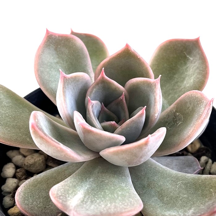 楽天市場】多肉植物 skエケベリア リンゼアナ×ルシンダ 多肉植物