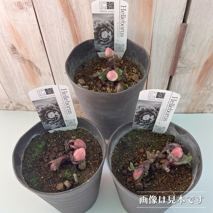 楽天市場】クリスマスローズ ピンクニゲル 広瀬園芸さん 4.5号鉢 送料