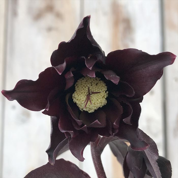 楽天市場】クリスマスローズ ブラックマジック からす葉 0123-008 現品