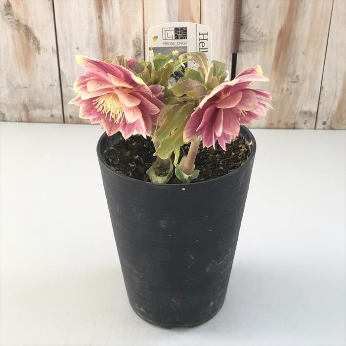 楽天市場】クリスマスローズ 広瀬園芸 ソレイユ ダブル 0213-006 現品