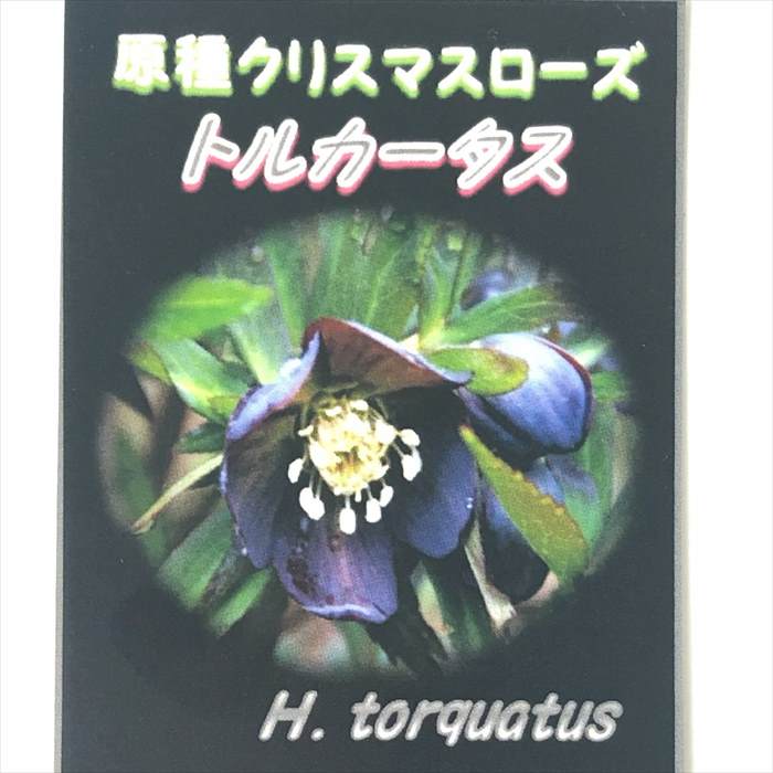 楽天市場】原種クリスマスローズ苗 トルカータス 実生苗 落葉性 9cm