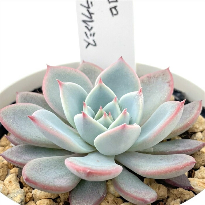 楽天市場】多肉植物 O'sエケベリア ホリコロ×ラウレンシス 多肉植物