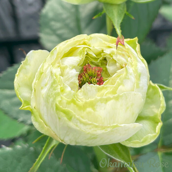 楽天市場】予約販売 バラ苗 バラ新苗 白くま 契約品種 薔薇 ばら 国産