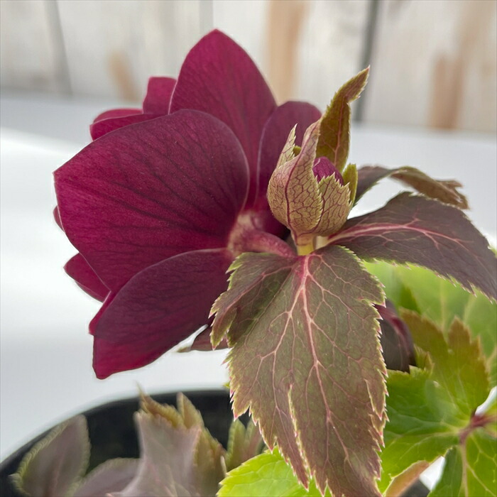 楽天市場】クリスマスローズ 広瀬園芸 美艶 レッド 強グロス オーレア