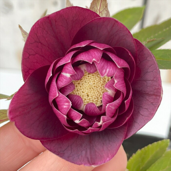 クリスマスローズ開花株 広瀬園芸鮮やかなレッドクレオパトラ系 sekiguchidai 音ノ葉 オフィシャル | 【音ノ葉】広瀬園芸のクリスマス