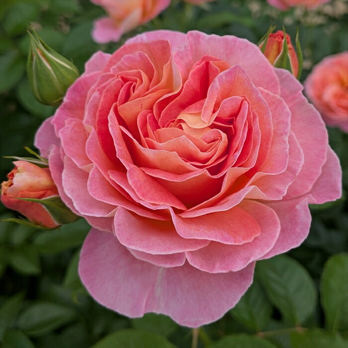 楽天市場】予約販売 バラ苗 バラ大苗 タンタウ ドルンブルガーシュロス