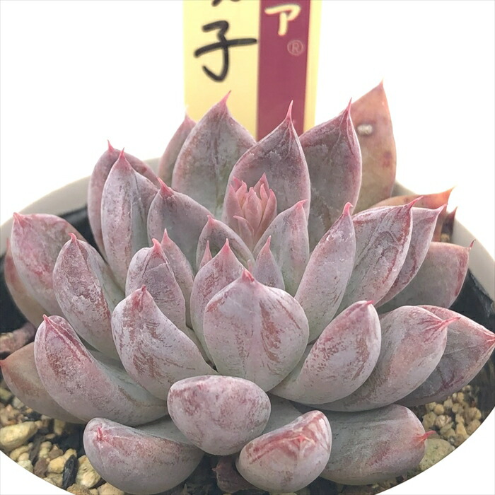 楽天市場】多肉植物 oriミックスベリア No.067 華切子 多肉植物 お