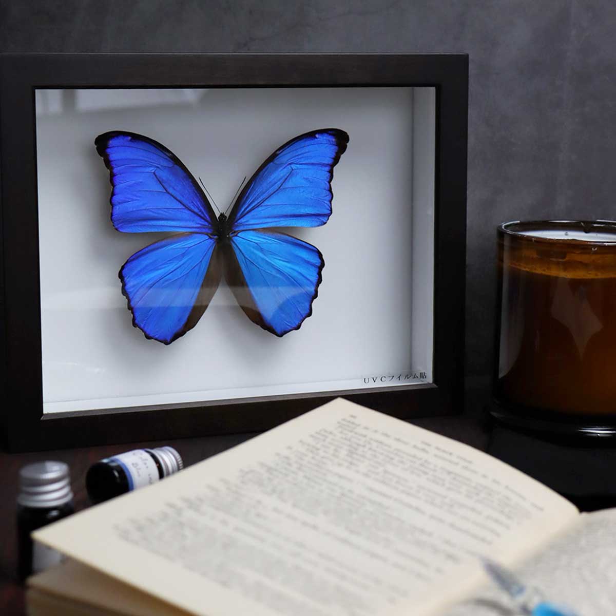 楽天市場】送料無料 昆虫標本箱（ドイツ箱）昭和55年からの実績