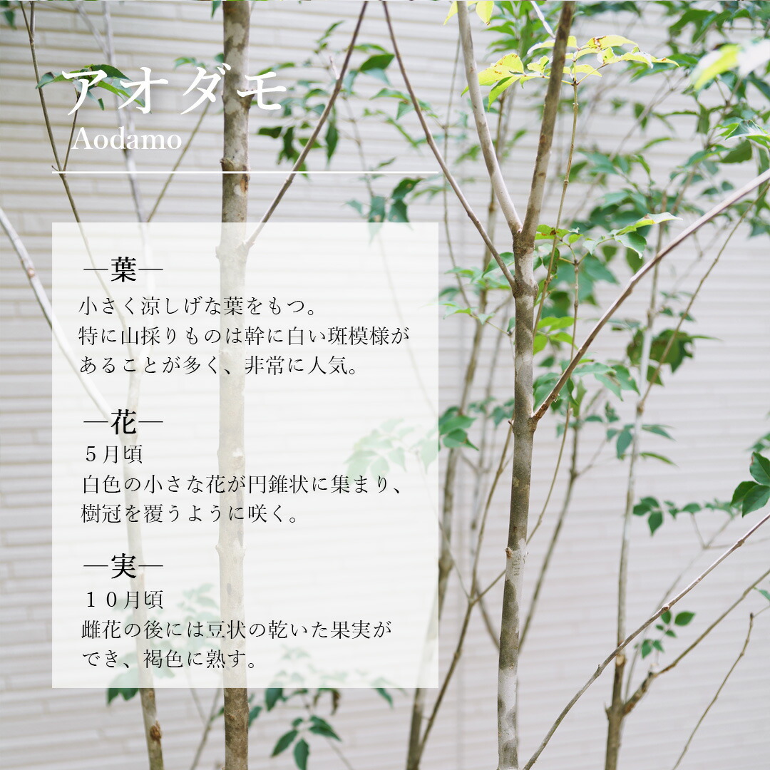 楽天市場】【現品】山採り【アオダモ】株立ち 自然風樹形
