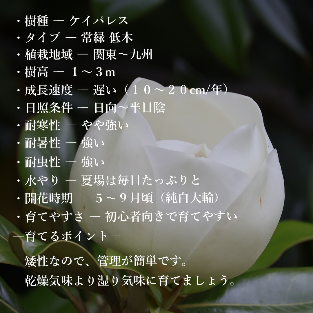 楽天市場】【現品】【ケイパレス】タイサンボク 矮性 自然風樹形 樹高H