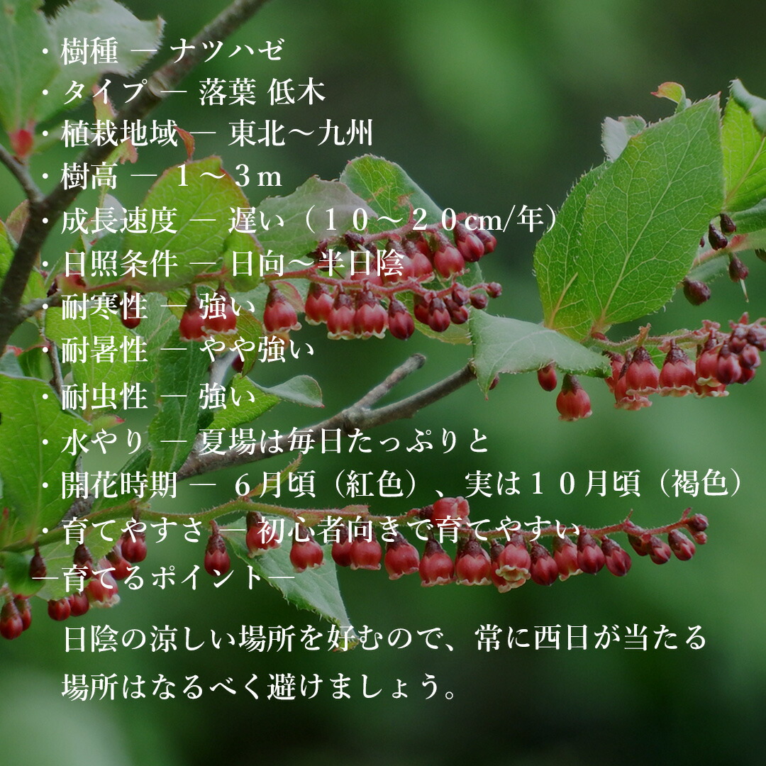 楽天市場】【現品】山採り【ナツハゼ】夏櫨 本株立ち 自然風樹形 樹高H