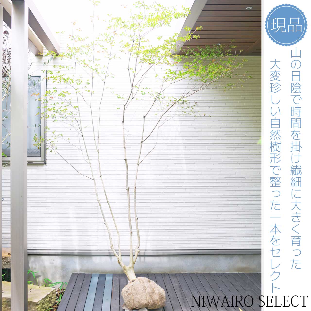 楽天市場】山採り【ドウダンツツジ】 自然樹形 本株立ち 樹高H≒240