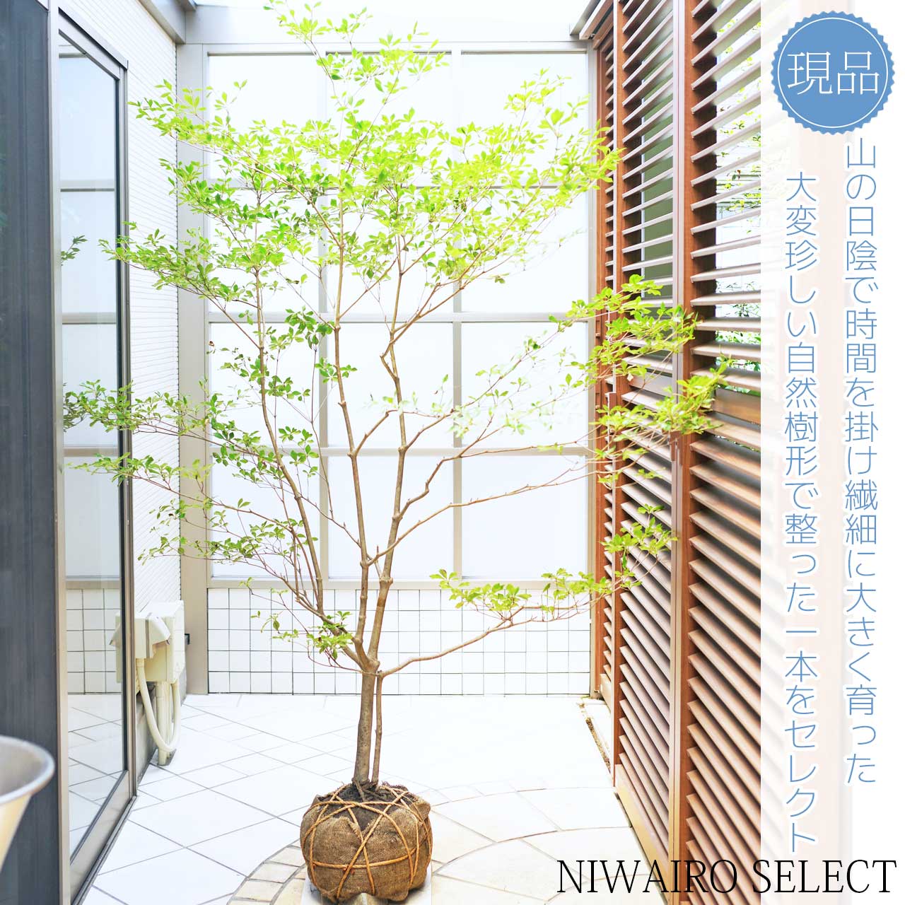 楽天市場】山採り【ドウダンツツジ】 自然樹形 株立ち 樹高H≒180 × 枝