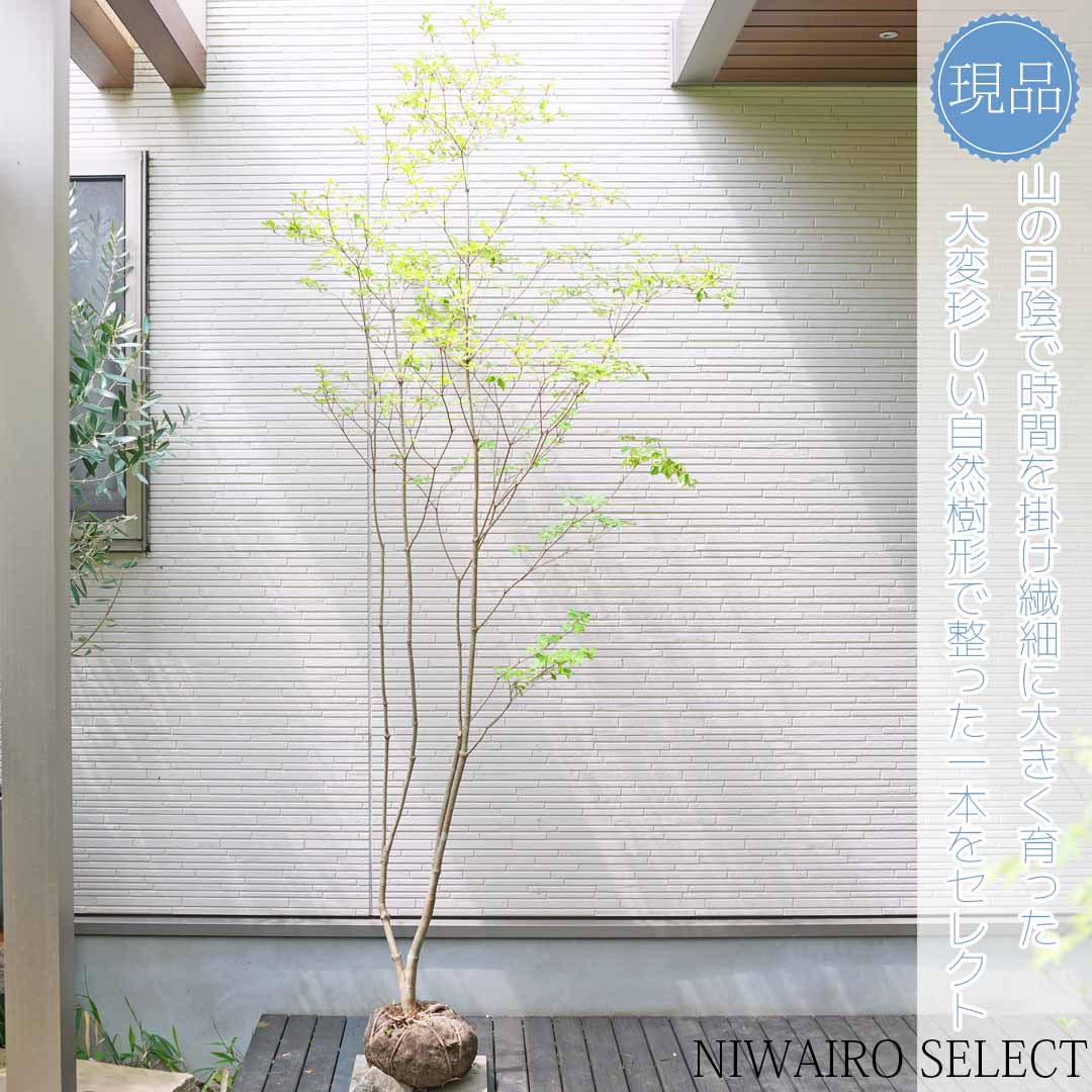 楽天市場】大型 山採り【ドウダンツツジ】 本株立ち 自然風樹形 樹高H