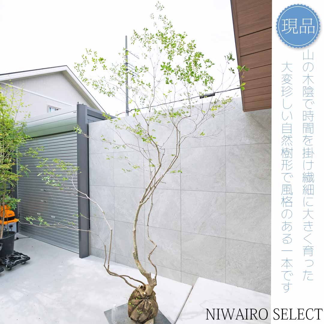 楽天市場】【現品】山採り【大型ドウダンツツジ】灯台躑躅 本株立ち