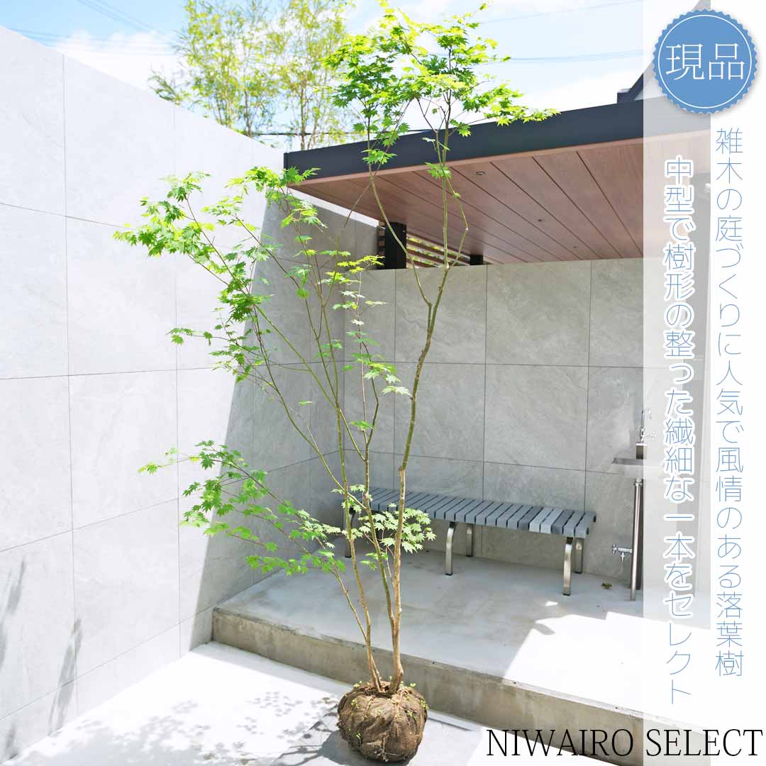 楽天市場】【現品】山採り【ヒナウチワカエデ】雛団扇楓 株立ち 自然風