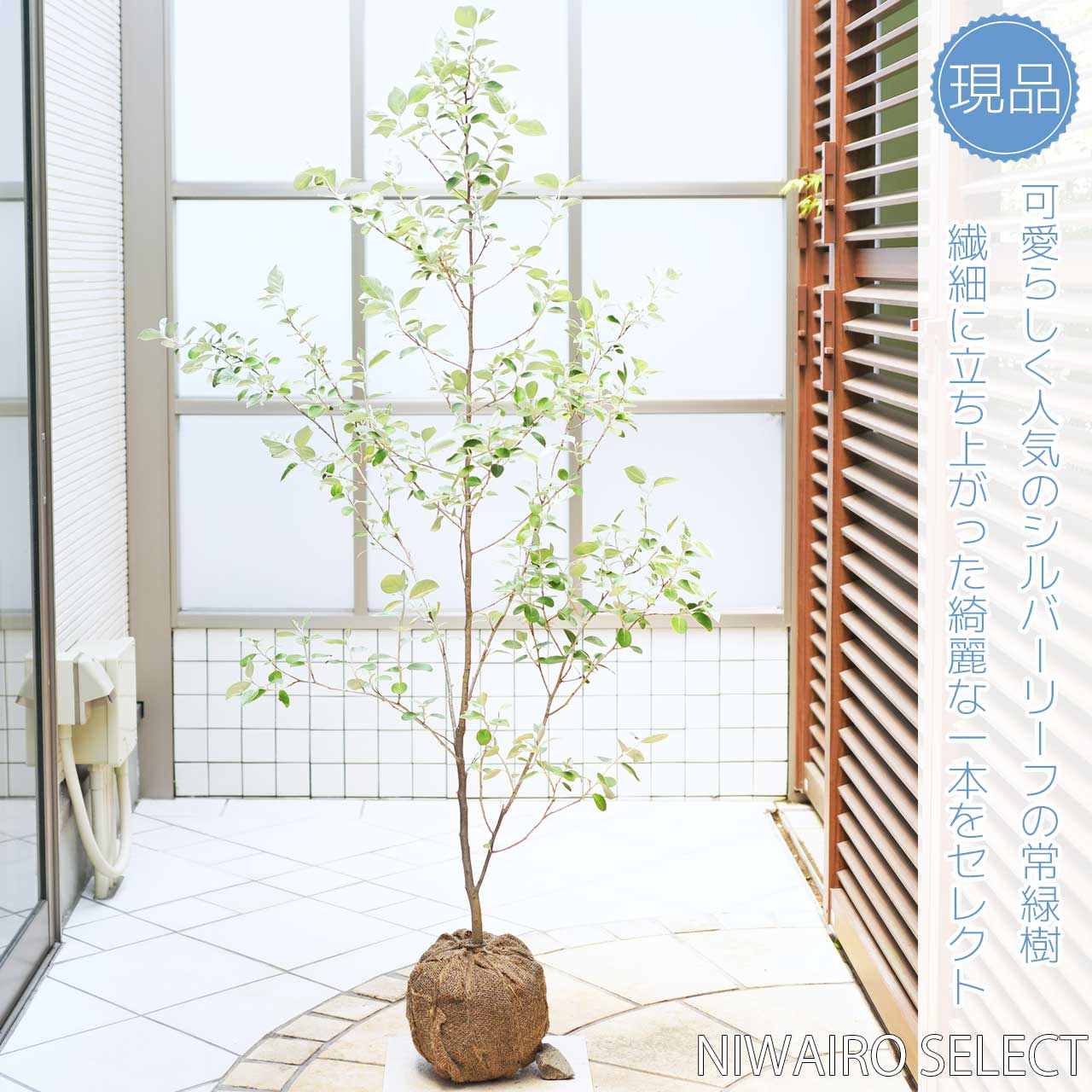 楽天市場】【シマグミ】シルバーリーフ 自然樹形 樹高H≒130 × 枝張W