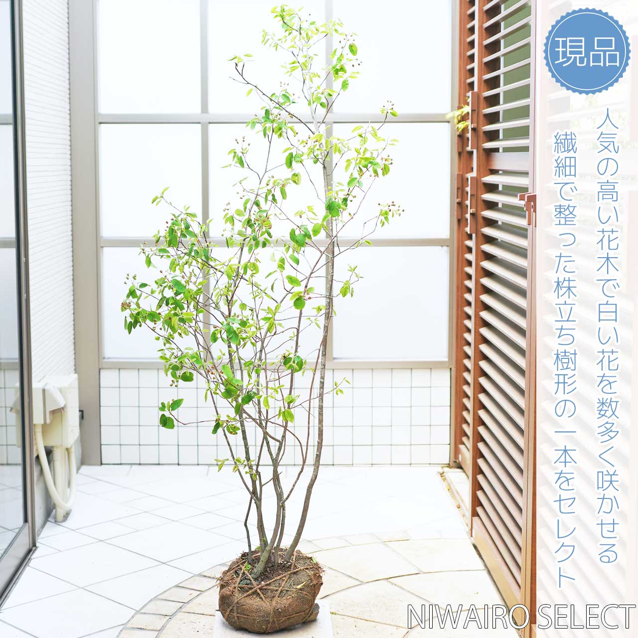 楽天市場】【ジューンベリー】株立ち 自然樹形 樹高H≒145 × 枝張W