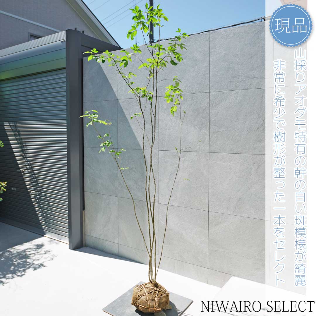 503 山採り アオダモ コバノガマズミ 混合株 503 山採り アオダモ