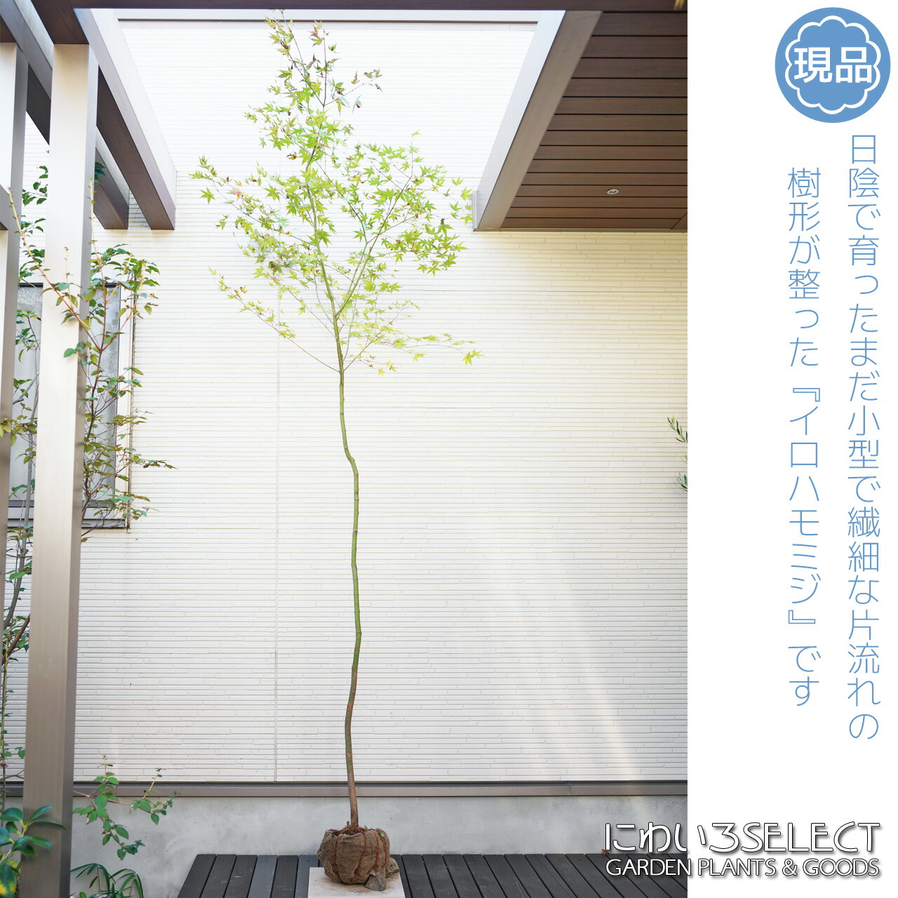 楽天市場】山採り【モミジ】イロハモミジ 自然樹形 樹高H≒260 × 枝張W