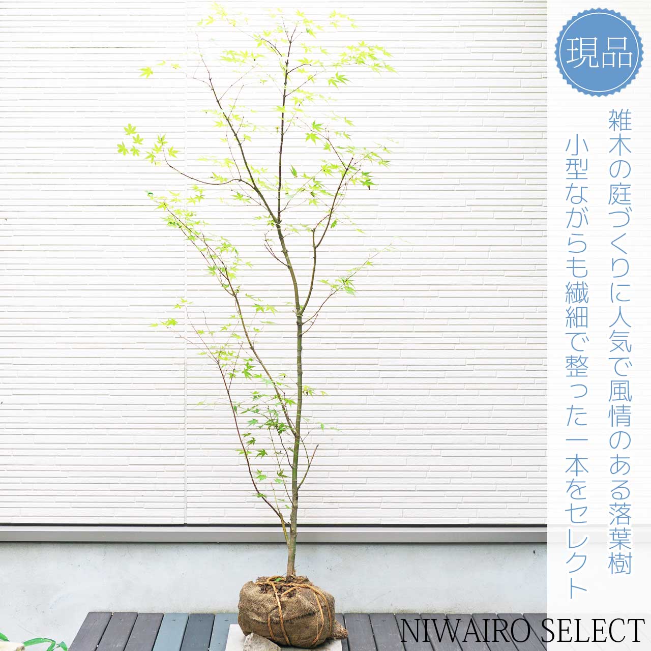 楽天市場】山採り【モミジ】ヤマモミジ 自然樹形 樹高H≒150 × 枝張W