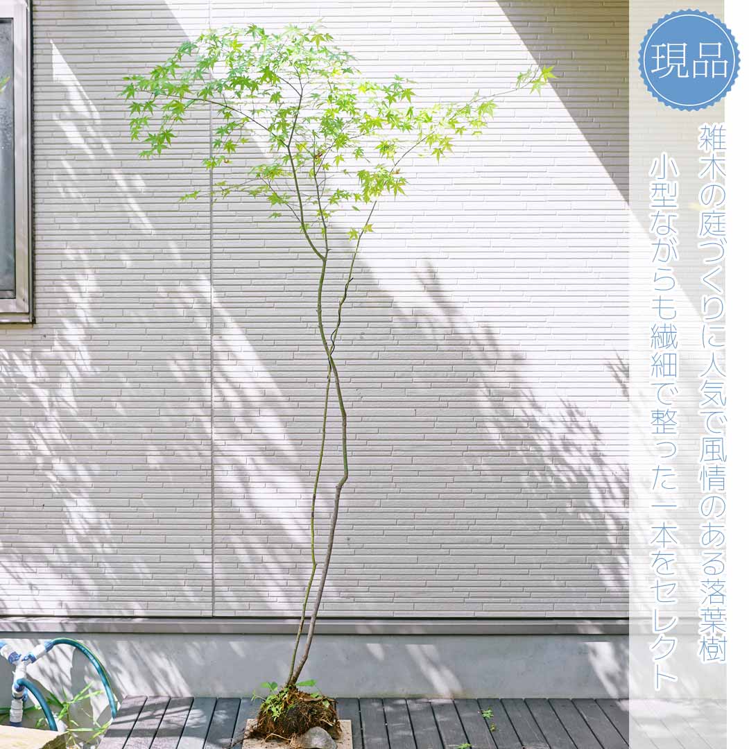 楽天市場】山採り【イロハモミジ】紅葉 株立ち 自然風樹形 樹高H≒180