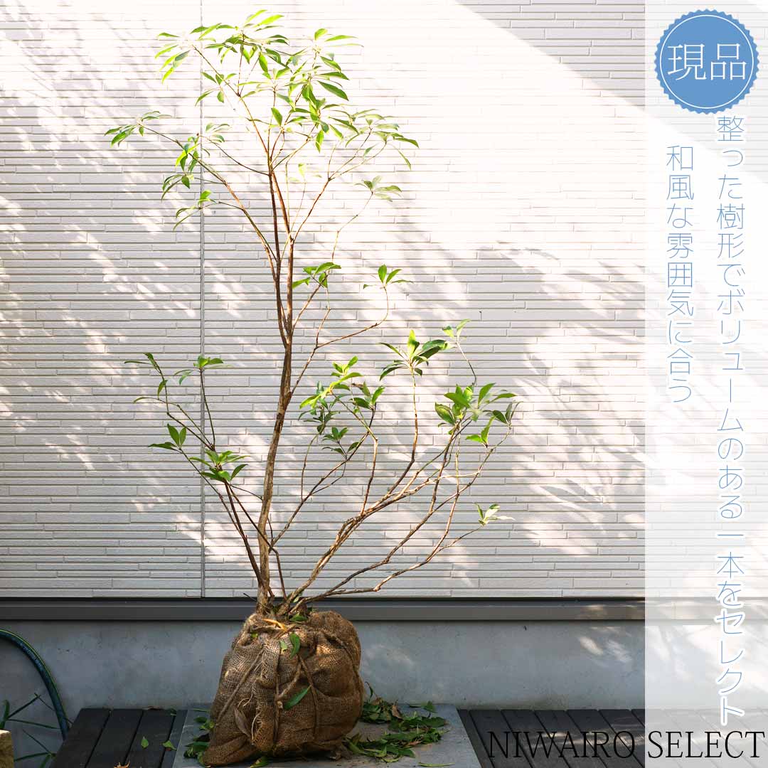 楽天市場】【現品】山採り【アセビ】白花 馬酔木 株立ち 自然風樹形