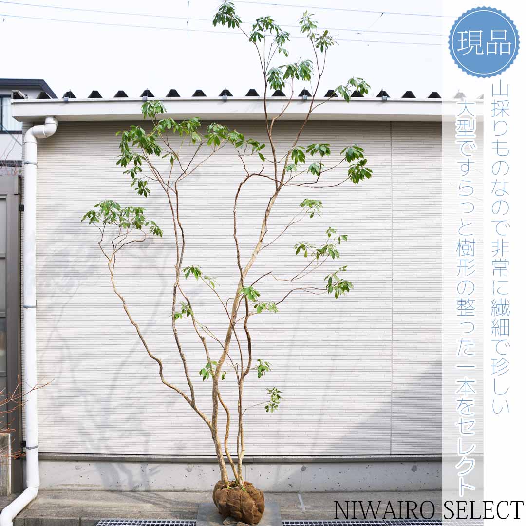 701 山採り アセビ 楽天市場】【現品】山採り【大型アセビ】白花