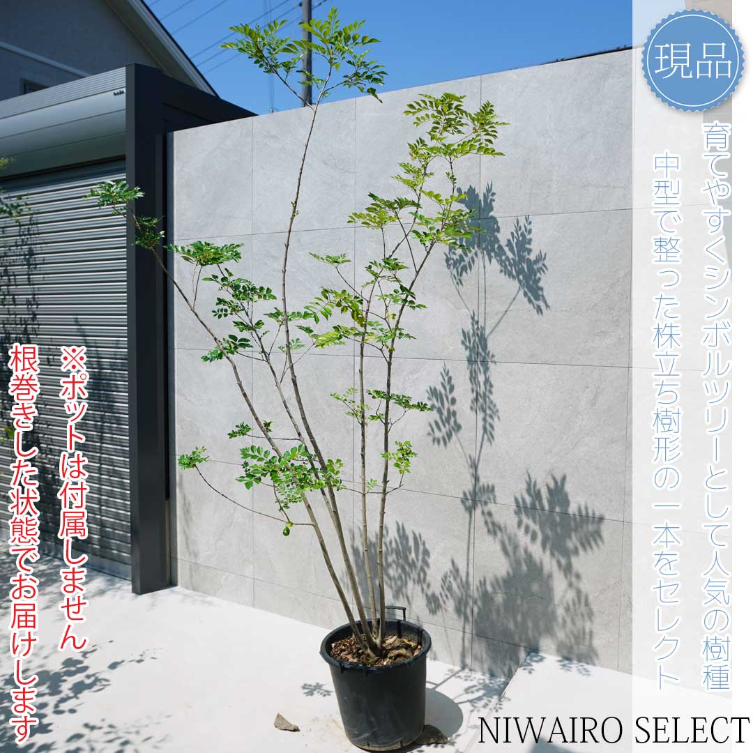 楽天市場】【シマトネリコ】株立ち 自然風樹形 樹高H≒220 × 枝張W