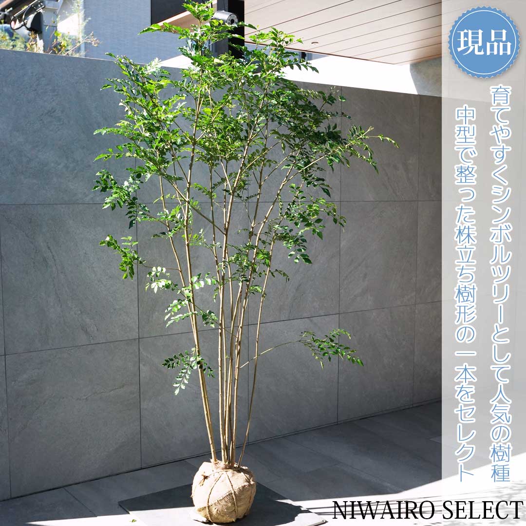 楽天市場】【現品】【シマトネリコ】株立ち 自然風樹形 樹高H≒180