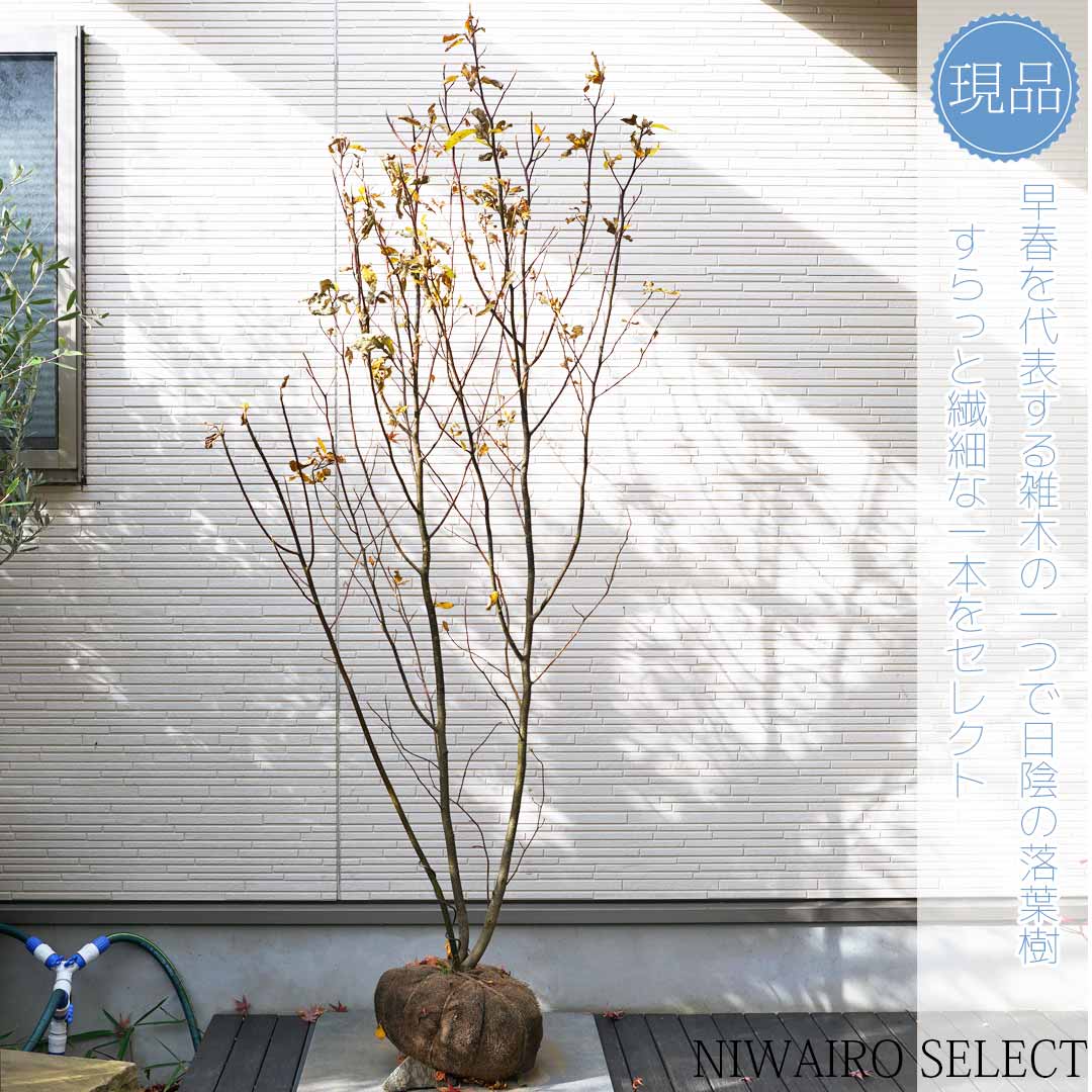 楽天市場】【現品】【クロモジ】黒文字 株立ち 自然風樹形 樹高H≒180