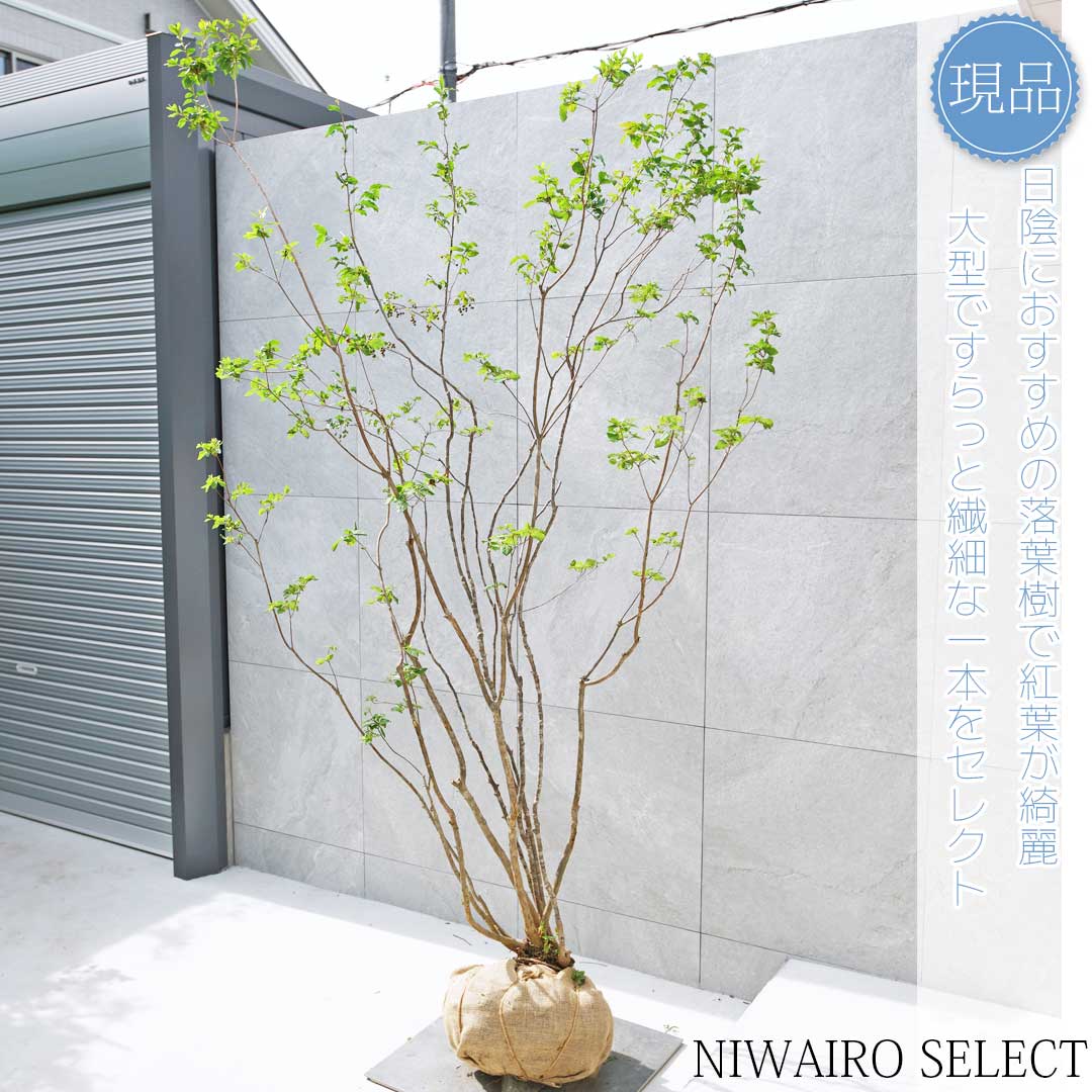 楽天市場】【現品】山採り【ナツハゼ】夏櫨 本株立ち 自然風樹形 樹高H