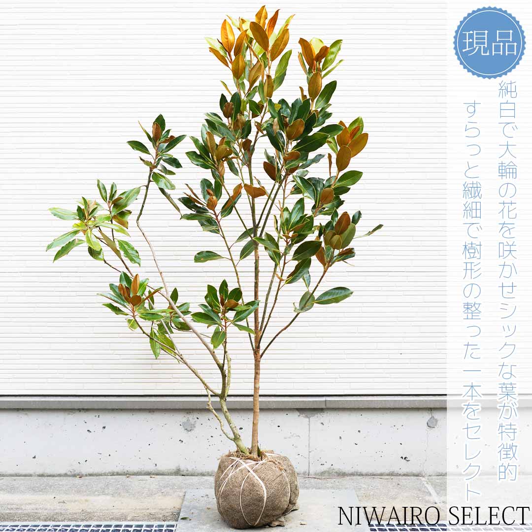 楽天市場】【現品】【リトルジェム】タイサンボク 矮性 自然風樹形