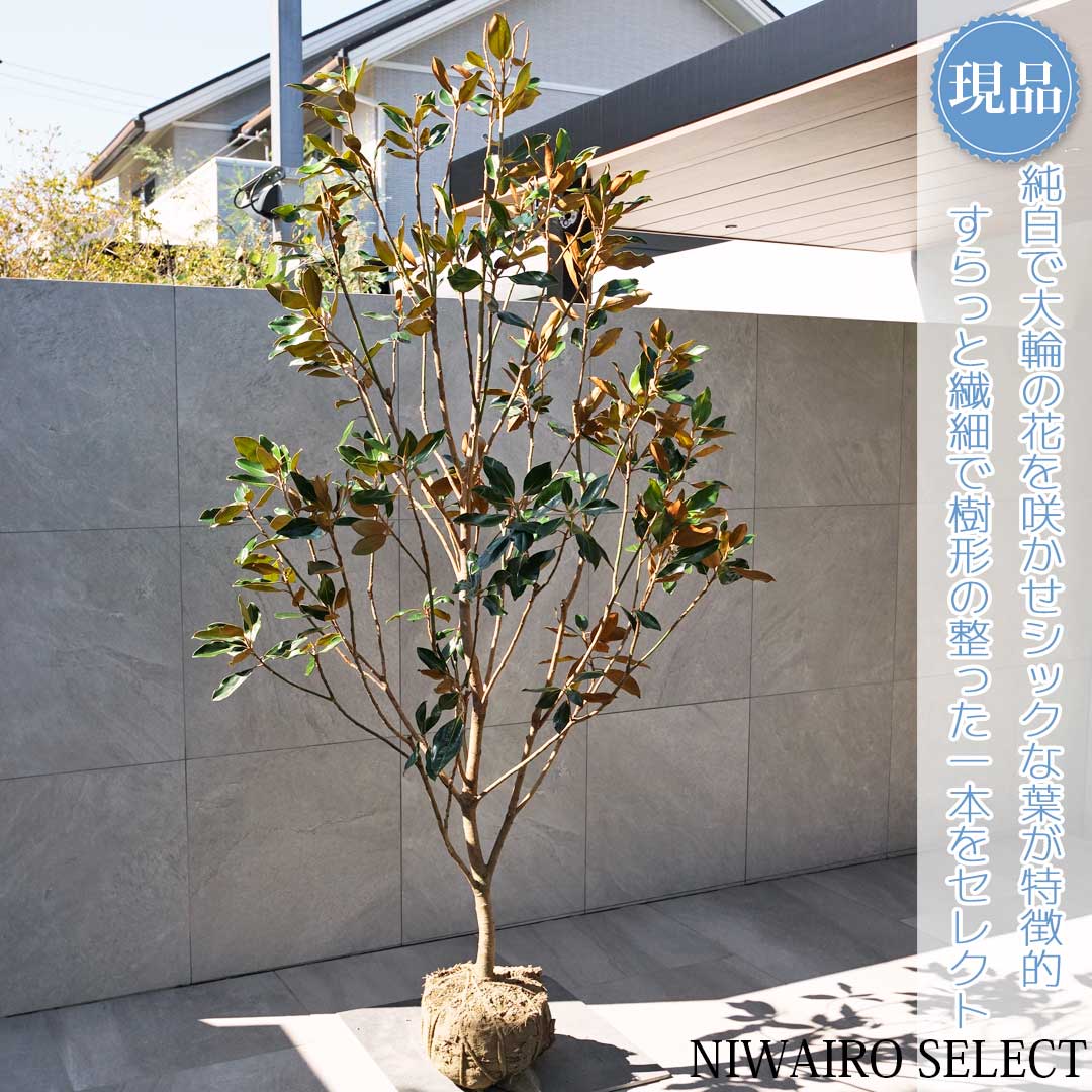 楽天市場】【現品】【リトルジェム】タイサンボク 泰山木 矮性 自然風