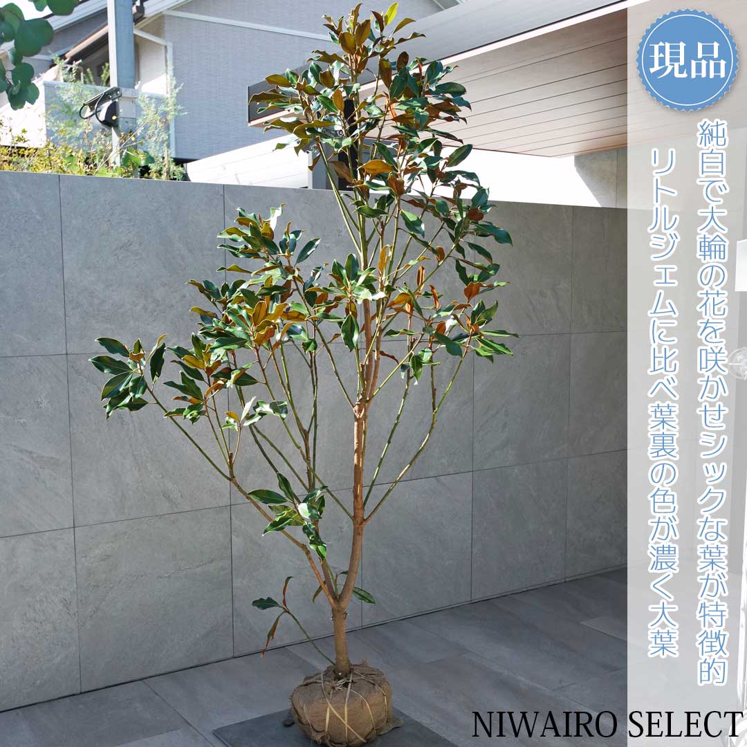 楽天市場】タイサンボク ケイパレス（花・ガーデン・DIY）の通販