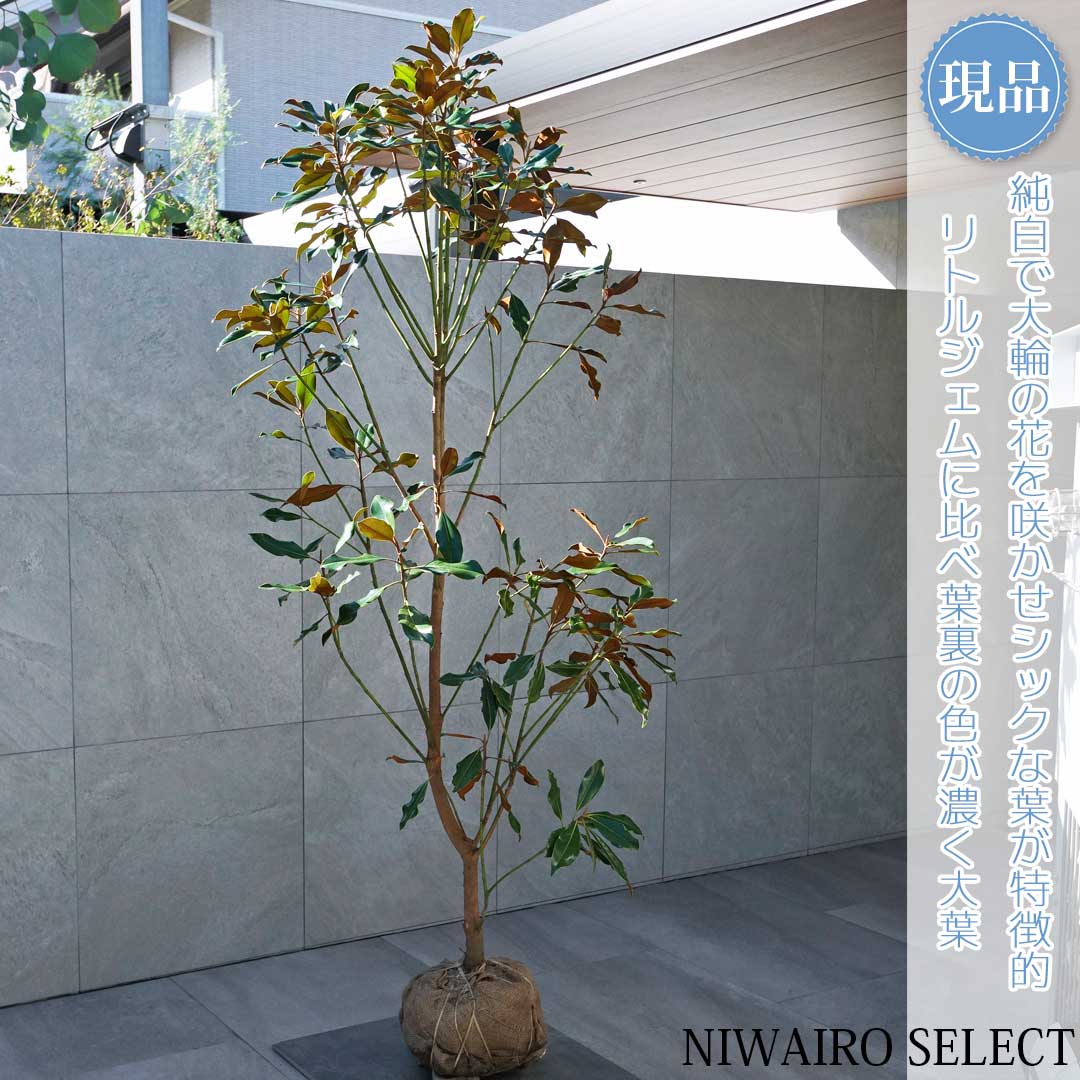 楽天市場】タイサンボク ケイパレス（花・ガーデン・DIY）の通販