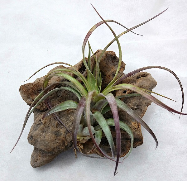 楽天市場】(希少・ハイブリッド) エアプランツ チランジア ラブノット