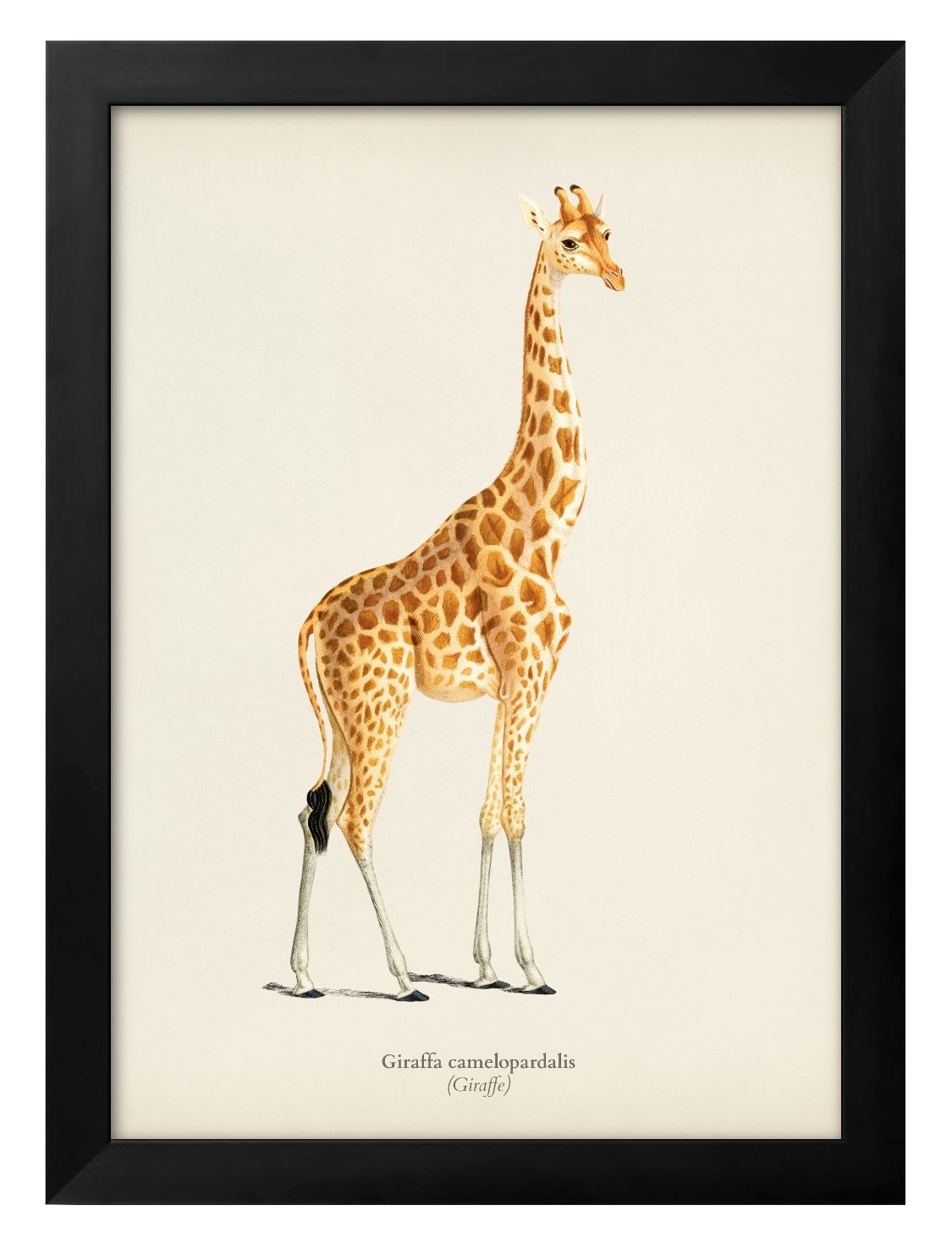 楽天市場】きりん 絵画の通販