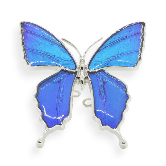 楽天市場】【スーパーセール◇10%OFF】（Psyche/現品) 本物の蝶の翅