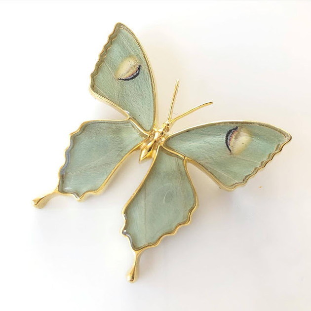 楽天市場】(Psyche/現品) 本物の蝶の翅アクセサリー バタフライ 蝶