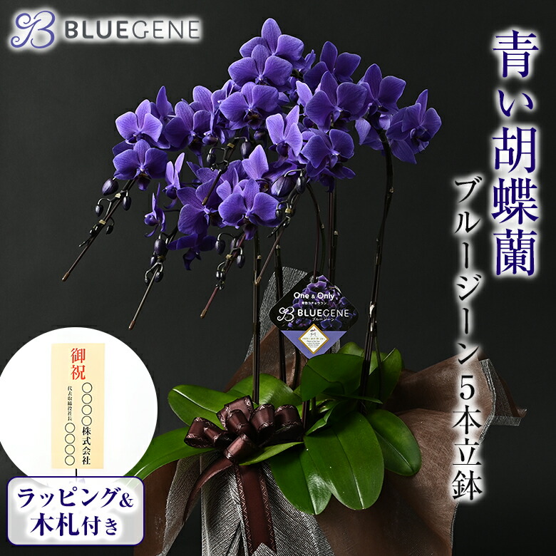 胡蝶蘭 ブルージーン」の人気商品一覧 | 安い商品を通販サイトから探す