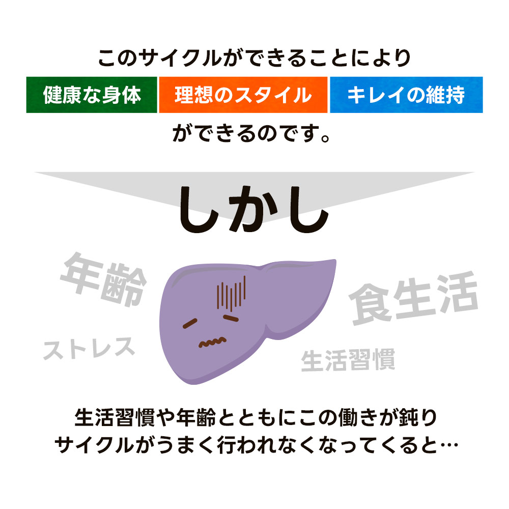 楽天市場】楽天1位！ ブロッコリースプラウト サプリ（約1ヶ月分