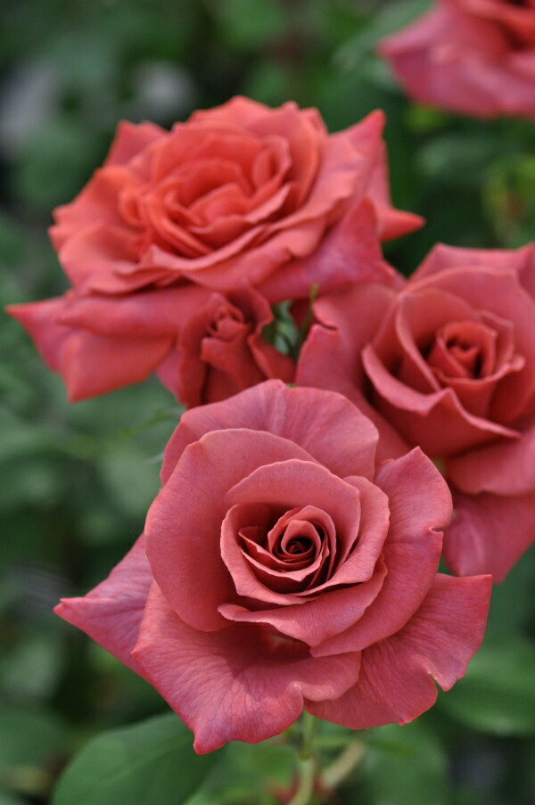 楽天市場】ブラックティー（大苗）7号鉢植え 四季咲き大輪系