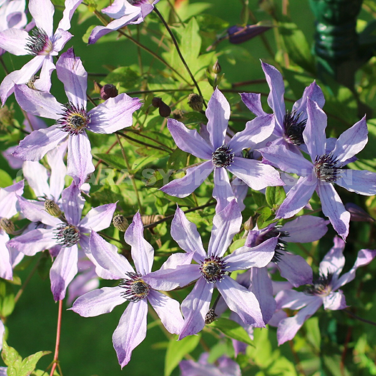 楽天市場】クレマチス '流星'(PVP) 2年苗 : おぎはら植物園