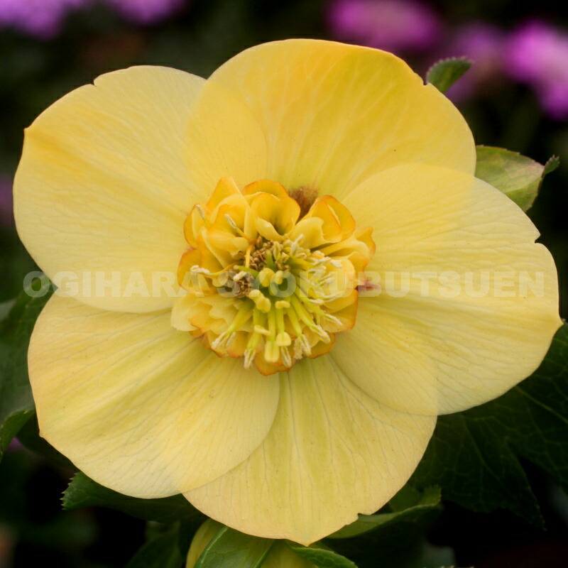 楽天市場】クリスマスローズ スーパーイエロー セミダブル系 （実生